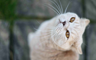 Cat yellow eyes rock wall - symmetrical eye free wallpaper