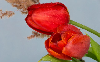 Red flowers water droplets vase 2 - two red flower free wallpaper