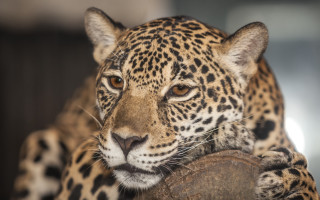 Leopard sad rock focus blurry - a leopard free wallpaper