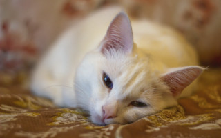 White cat bed blanket flower - blanket free wallpaper