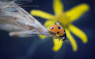 Ladybug yellowflower bluebackground macro photography - macro photography free wallpaper