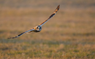 Bird flying grass blurry background - sharp focus free wallpaper
