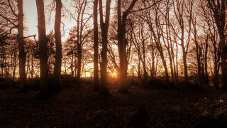 Forest sunset cityscape architecture bush - dave allsop free wallpaper