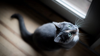 Surprised cat looking up wooden - optical free wallpaper