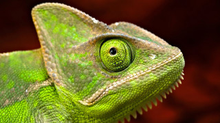 Chameleon eye green red black - david young cameron free wallpaper