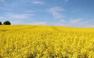 Yellow field blue sky tree - under a blue sky free wallpaper