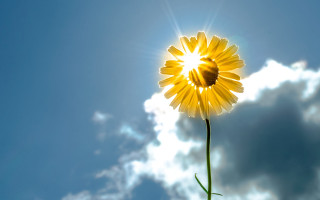 Sunflower blue sky clouds macro 2 - a sunflower free wallpaper