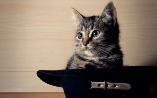 Kitten blackhat table wall magic - a black hat free wallpaper