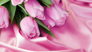 Pink tulips satin background green - pink tulip free wallpaper