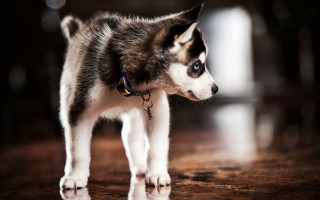 Husky dog wooden floor blurry - a husky dog free wallpaper