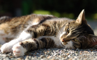 Cat laying closed eyes blurry 3 - its paw free wallpaper