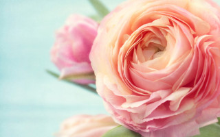Pink rose green stem blue - blue background free wallpaper