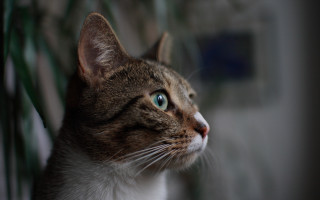 Cat green eye plant wall - a wall behind free wallpaper