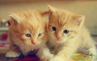 Kittens blue eyes whiskers adorable - a rug free wallpaper