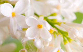 White flowers green leaves yellow - a close up of a bunch free wallpaper