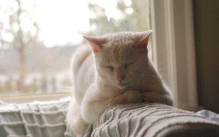White cat sleeping couch window - outside free wallpaper