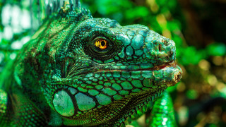Green lizard yellow eyes macro - a black nose free wallpaper