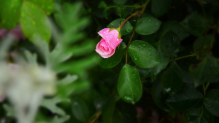 Pink rose white flower blurry - a pink rose free wallpaper