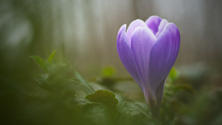 Purple flower green leaves blurry 7 - the background and a blurry background behind free wallpaper