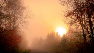 Foggy road trees sunset autumn - a foggy sky above free wallpaper