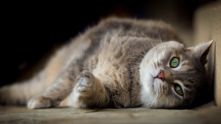 Black cat green eyes superflat - its side free wallpaper