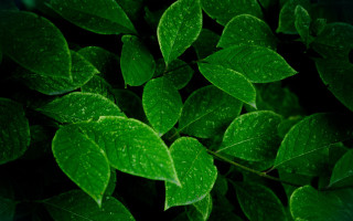 Green leafy plant water droplets 4 - a green leafy plant free wallpaper