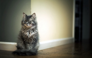 Sad cat glamor portrait old - glamor pose free wallpaper