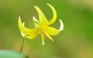 Yellow flower green background macro 5 - a green background free wallpaper
