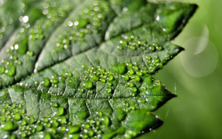 Green leaf water droplets macro 24 - free nature wallpaper