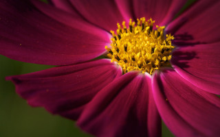 Purple flower yellow center green 14 - yellow center free wallpaper