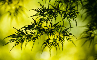 Green leafy branch macro nature - free textures wallpaper