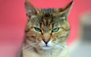 Cat green eyes pink background - a pink wall behind free wallpaper