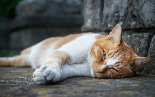 Cat resting blurry outdoors photorealistic - carlos catasse free wallpaper for desktop