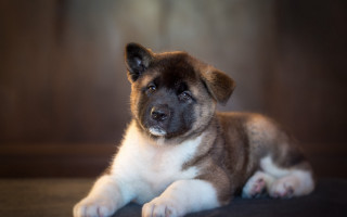 Puppy shiba inu sad eyes - du jin free wallpaper