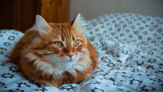 Cat regal hyperrealistic wooden bed - hyperrealistic free wallpaper