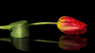 Red yellow flower water droplets - a reflection free wallpaper