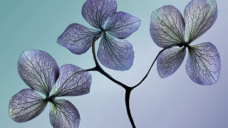 Purple flower blue background butterfly - a blue sky in the background free wallpaper for desktop