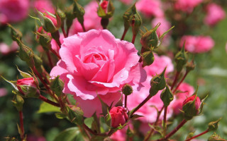 Pink rose blooming garden green - rose free wallpaper