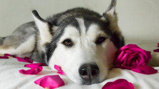 Dog bed pink rose romantic - romantic free wallpaper