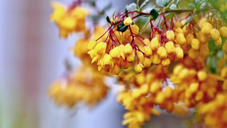 Yellow flowers branch autumn blurry - branch free wallpaper