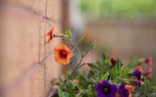 Flower brickwall purple orange tiltshift - claire dalby free wallpaper