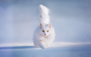 White cat yellow eyes running - a light reflection free wallpaper