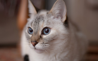 Blue eyed cat shallow depth - shallow free wallpaper for desktop