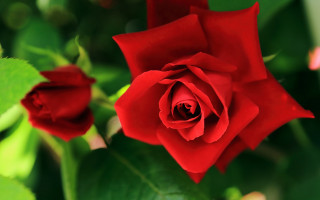 Red rose green leaves bokeh 2 - a single rose free wallpaper