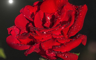 Red rose water droplets moon - full free wallpaper for desktop