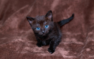 Black kitten blue eyes brown - a brown blanket free wallpaper