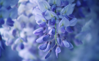 Purple flower bokeh blue background - the foreground free wallpaper