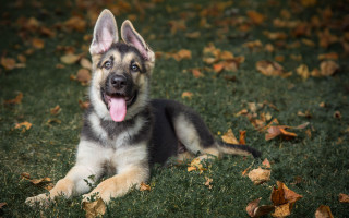Dog grass autumn blurry nature - its tongue free wallpaper