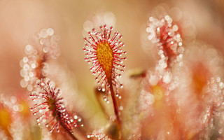Flower water droplets impressionism macro - impressionism free wallpaper