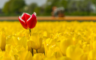 Red tulip field autumn blurry - a person in the background free wallpaper